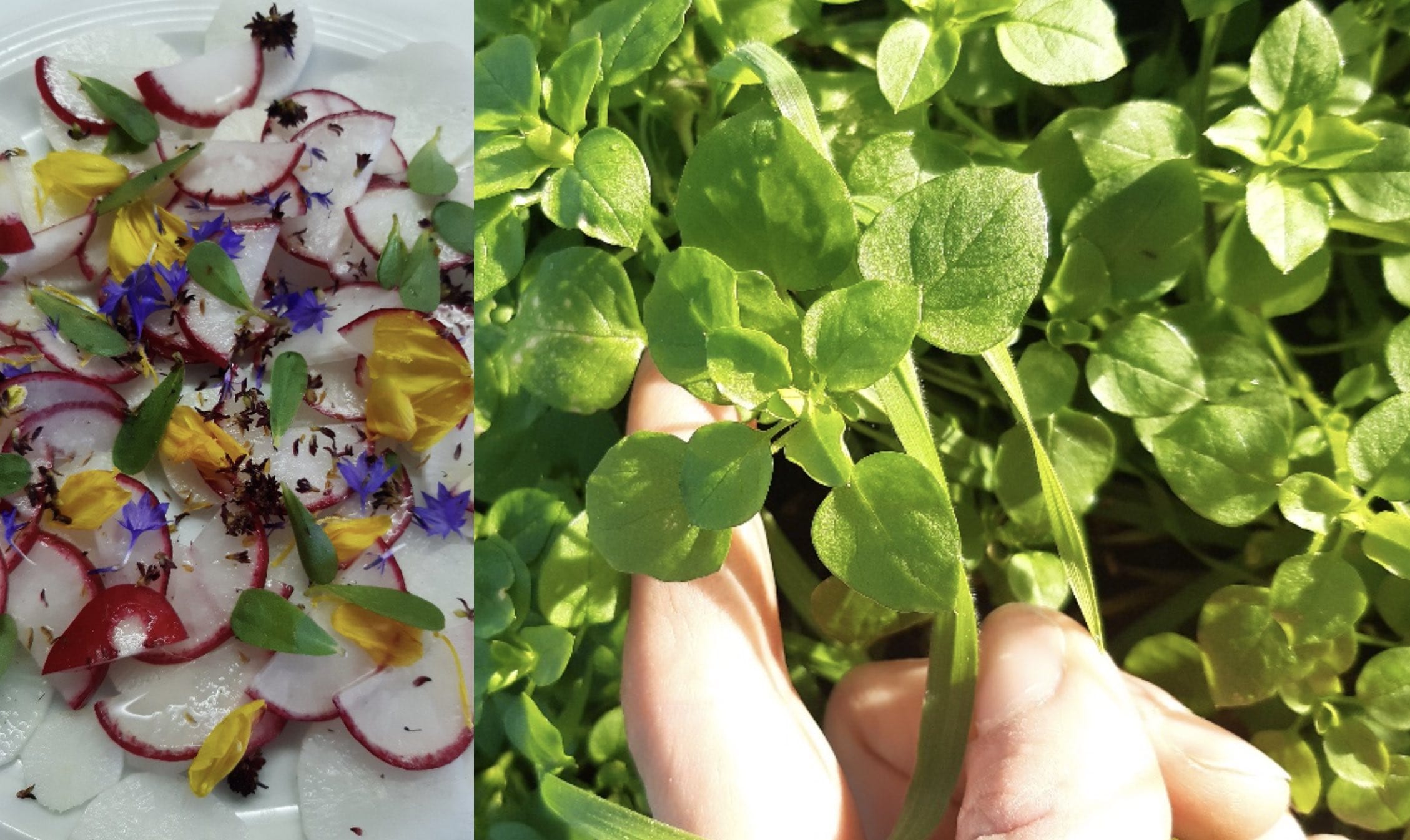 wildkräuter und salat