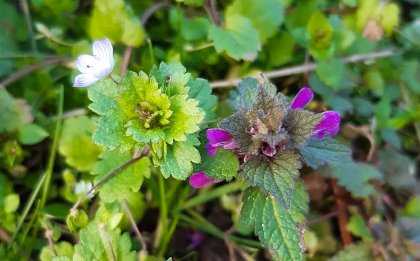 Wildkräuter im Garten und in der Flur - Nahaufnahme