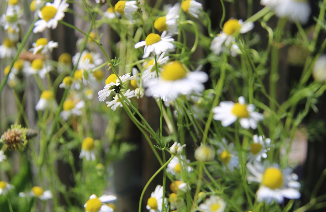 Bild einer Kräuterwiese mit Kamillenblüten in Nahaufnahme