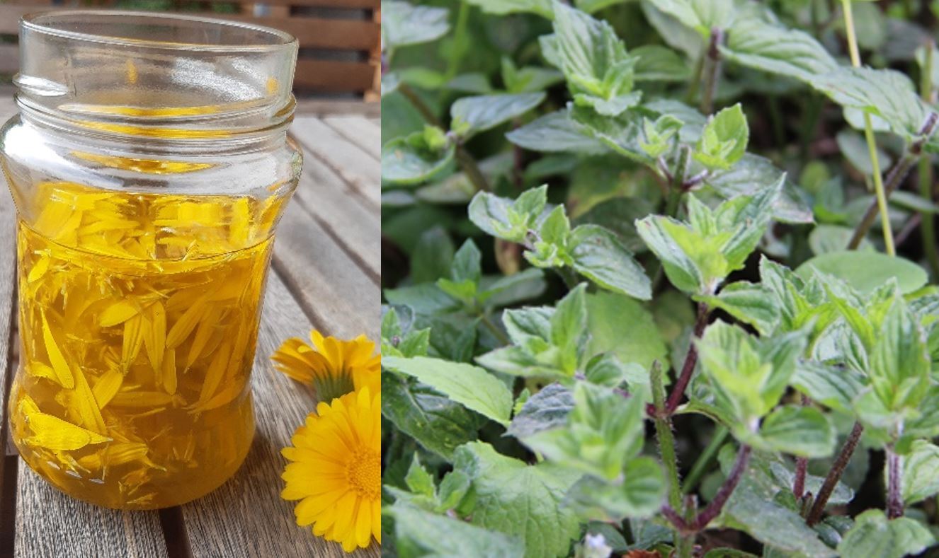 Glas mit Blütenöl und Wildkräuter