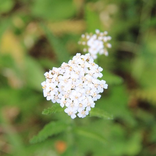 Schafgarbe Blüte