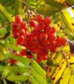 Eberesche Beeren und Blätter