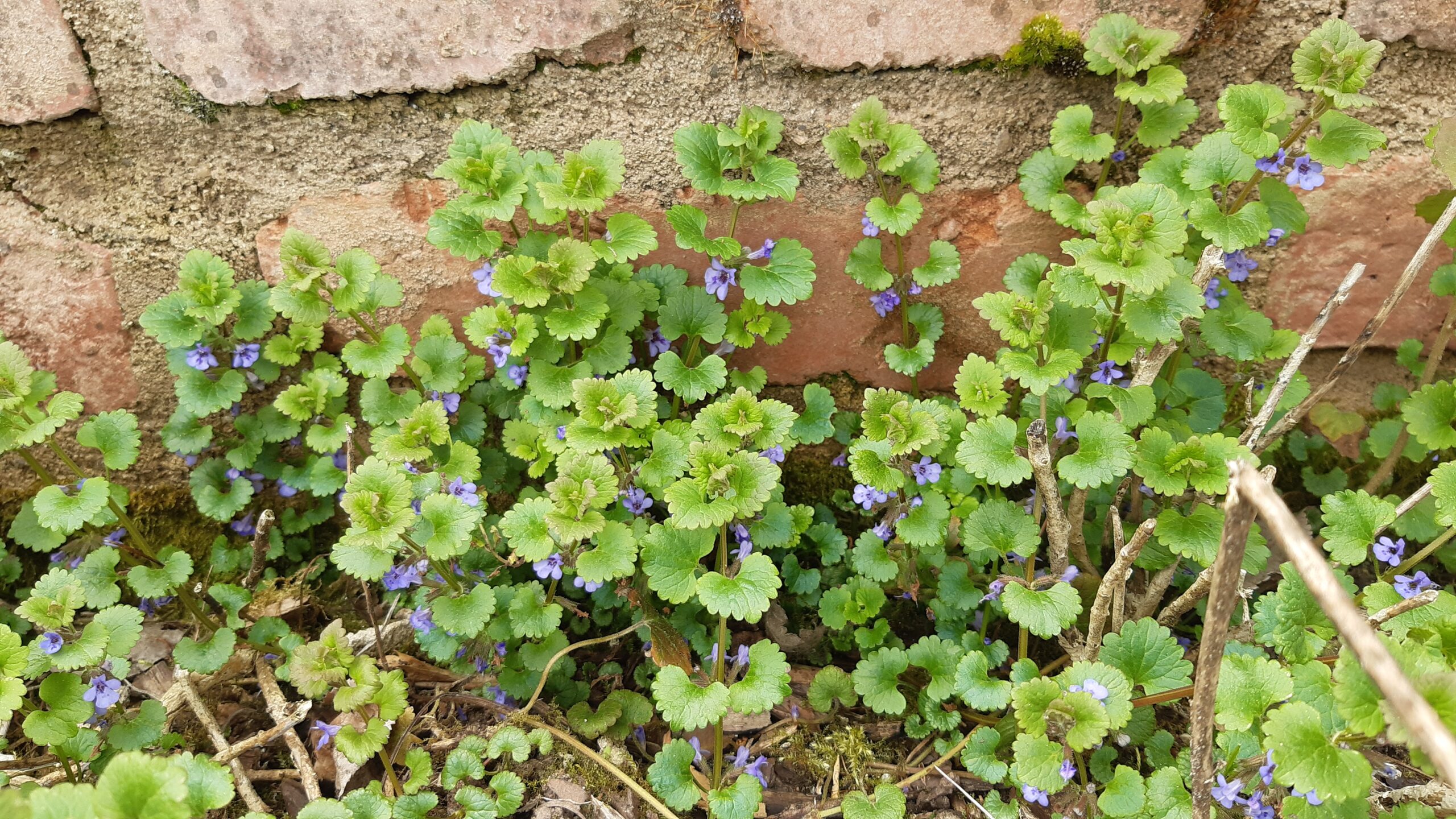 Gundermann im Garten vor einer Mauer