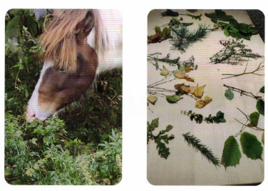 Bild links: Pferd frisst Frischpflanzen, Bild rechts: verschiedene Pflanzen / Kräuter auf einem Tisch