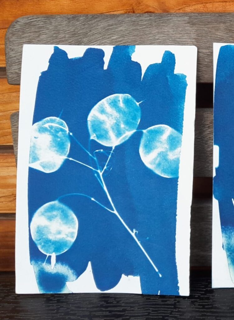 Silberblatt Cyanotypie