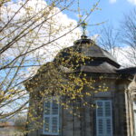 Kornelkirsche vor einem Pavillon