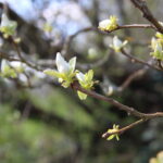 130-jahre alte Quitte, am Michaelsberg