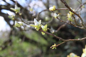 130-jahre alte Quitte, am Michaelsberg