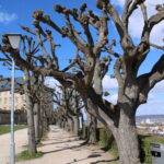 Lindegang am Ostplateau