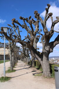 Lindegang am Ostplateau