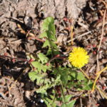 blühender Löwenzahn an einer Linde