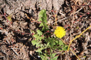blühender Löwenzahn an einer Linde
